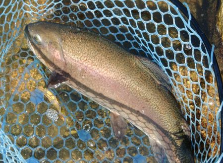 平日釣行で好釣果 ～フィシングパーク高島の泉～